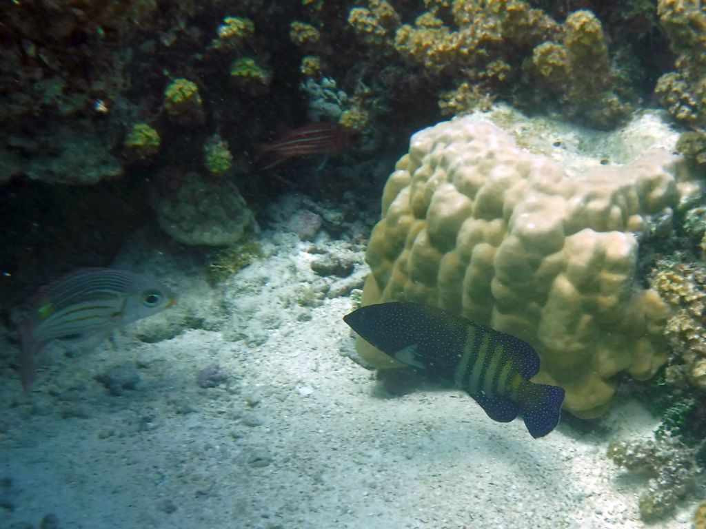 The colorful Peacock grouper is a very pretty fish.  It is seen next to the white coral and is blue-colored with white spots all over and yellow stripes at the back: