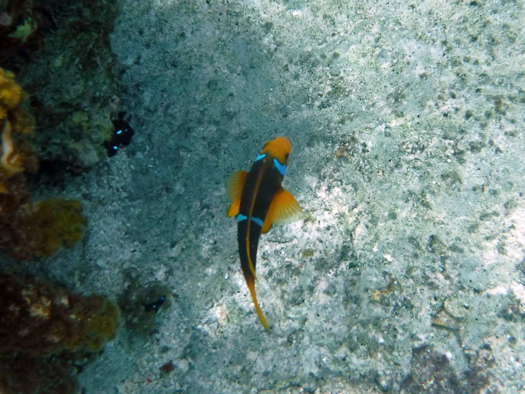 Two pictures of an Orange clownfish (also known as an Orange anemonefish):