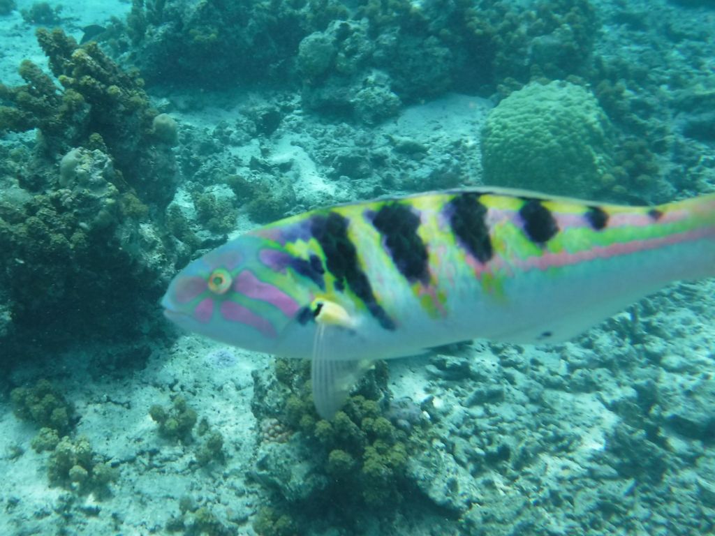 The next two pictures show a Sixbar wrasse which was very playful and kept swimming around me:
