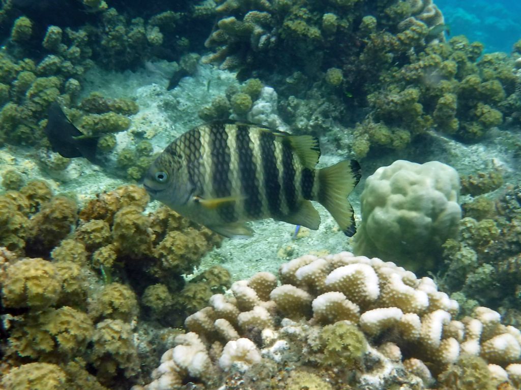 A Banded Sergeant swimming by the coral: