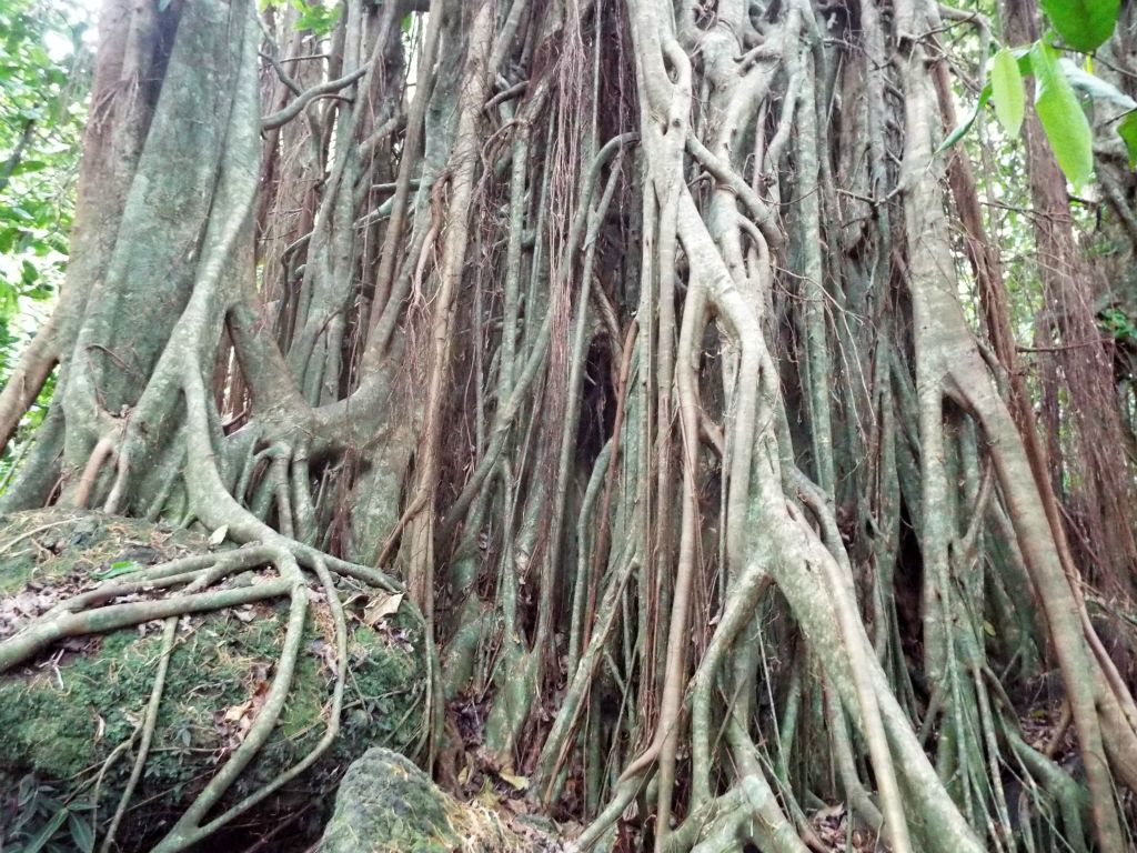 The extra-large trunk base of the Banyan tree: