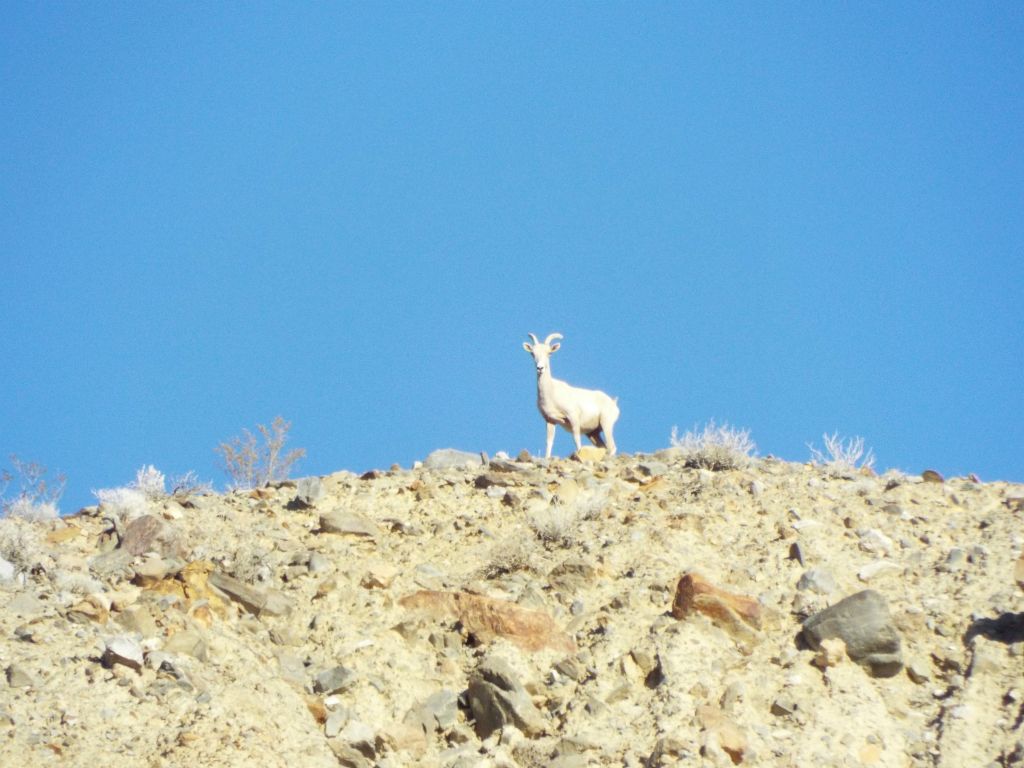 Just as we turned off into the side canyon, we spotted a lone Bighorn sheep watching us from the ridge above the side canyon: