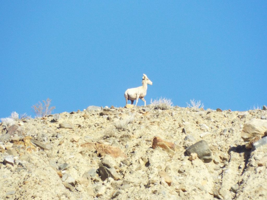 The Bighorn sheep kept a watchful eye on us for a few minutes and then turned around and ran off behind the ridge: