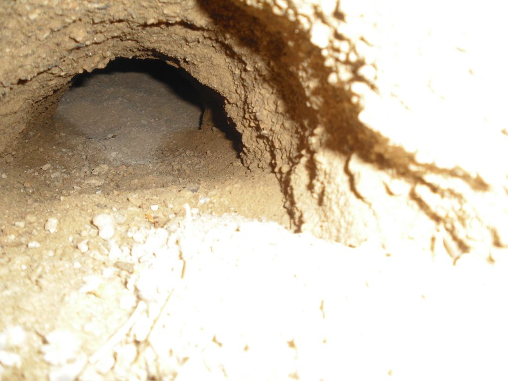 Tortoise burrows were plentiful on the hike up the decomposing granite fan: