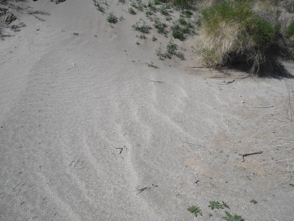 An abundance of sand starting to show up on the ground of the canyon: