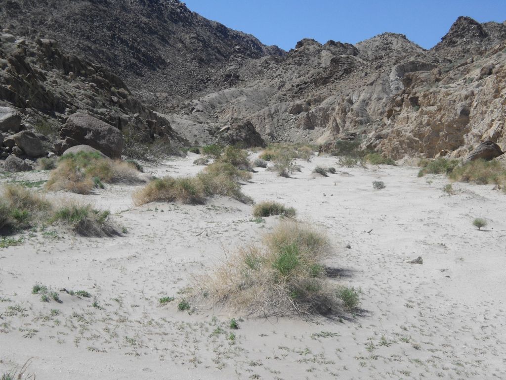 Notice how the sand has begun to take over the entire canyon wash: