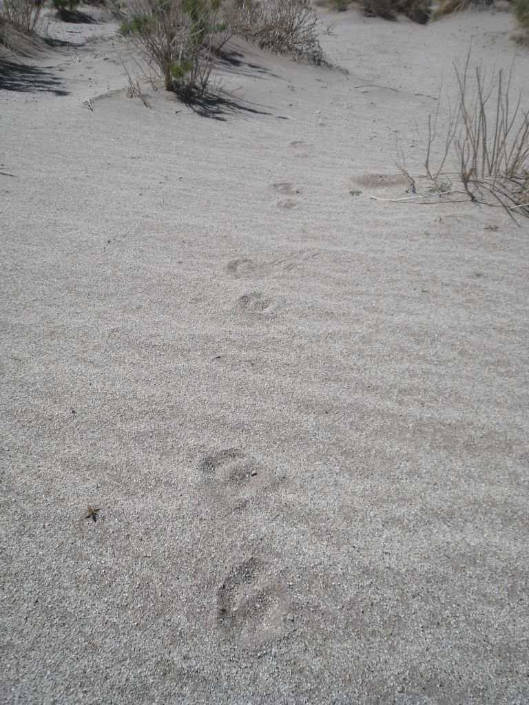 From this point on, these tracks appeared on the sand, and I followed in the footsteps of this Death Valley native for the entire second half of the hike.  What could it be?  A mountain lion, a Bighorn sheep, or something else?  I'm not sure.
