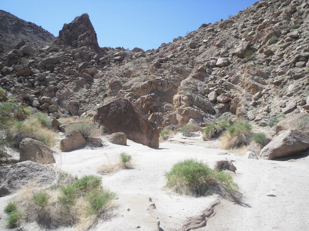 There were also lots of green plants growing out of the sand: