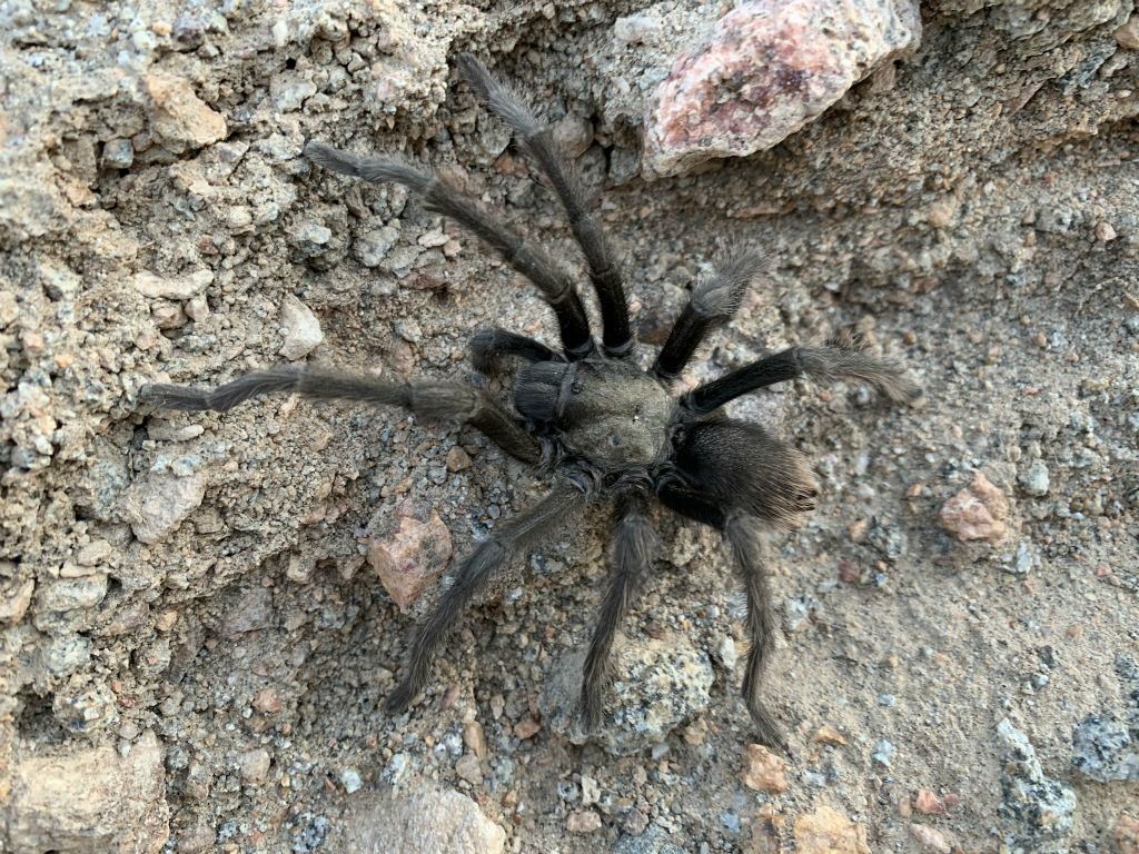 We spotted a live tarantula just before we made it back to the truck: