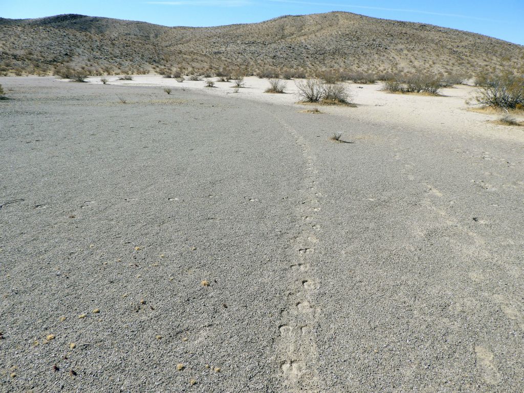 At the northern end of the dry lake, we picked up a burro trail leading the way: