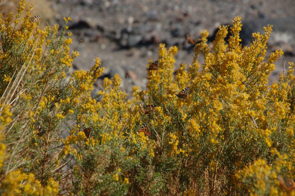 After exploring Wingate Slot Canyon, we continued hiking down Wingate Wash.  We quickly encountered several bushes completely filled with butterflies.  I counted 8 butterflies in this picture.  How many can you find?