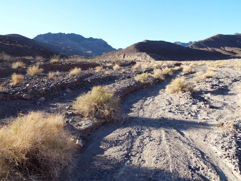 For all routes to Sugarloaf Peak, you continue 1/2 mile up Anvil Spring Canyon and then turn left into Lost Spring Canyon (seen up ahead):