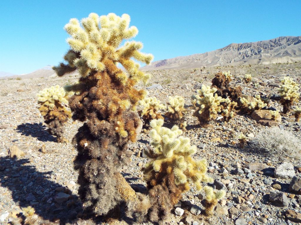 We were stunned to walk into a vast cactus garden spread out over a large area:
