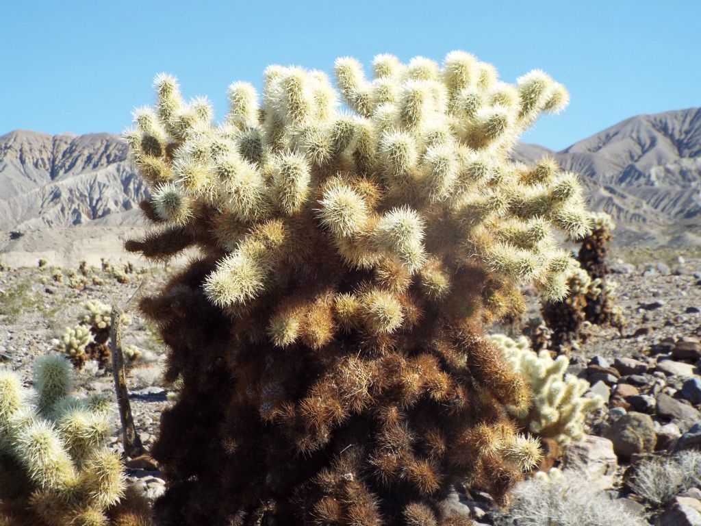 Notice how thick and vibrant these cholla cactus plants were: