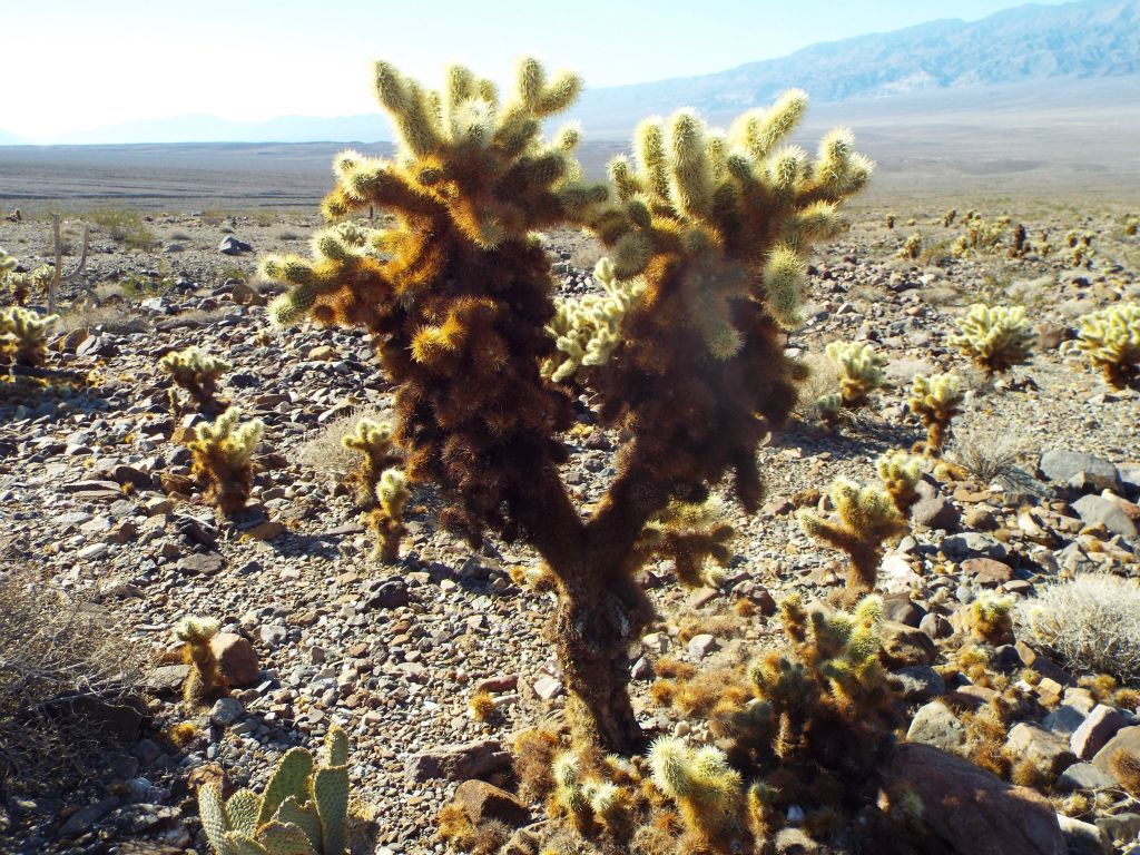 This cholla cactus, like many others, split off from the trunk into large branches:
