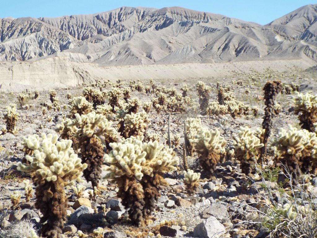After considering everything and experiencing the painful stings of a cholla "jumping" onto his leg, Charlie informed us that these were likely Teddy Bear Chollas: