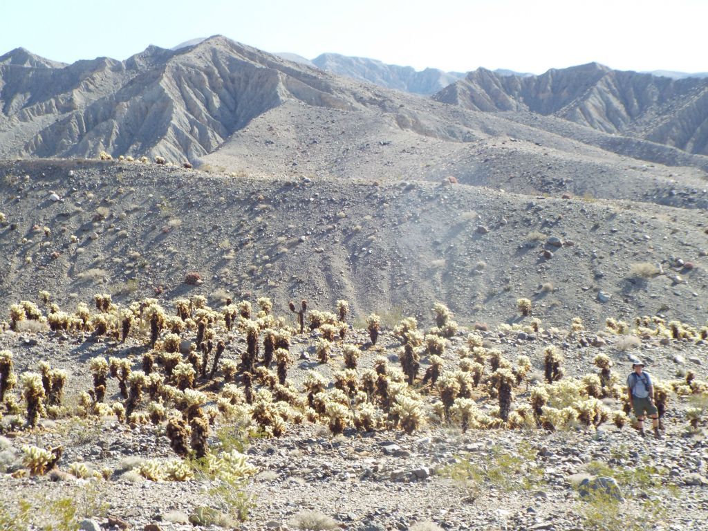 A picture of Charlie next to our newly discovered isolated garden of Teddy Bear Chollas:
