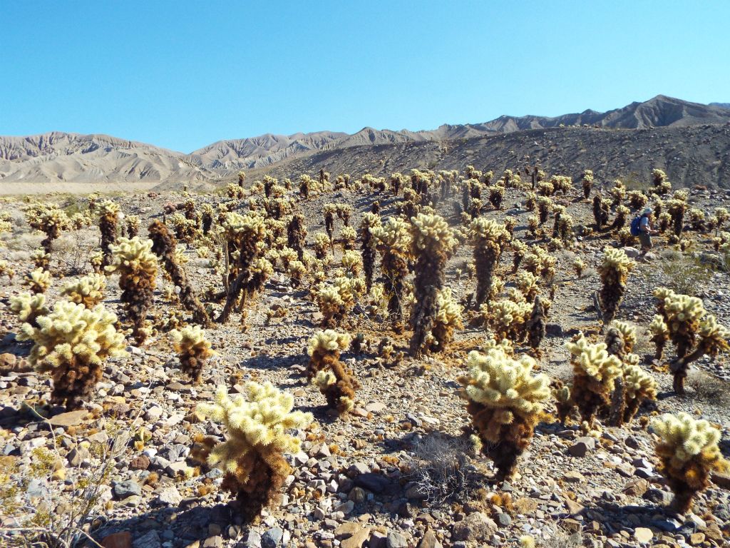 The Teddy Bear Chollas stretched on for as far as the eye could see: