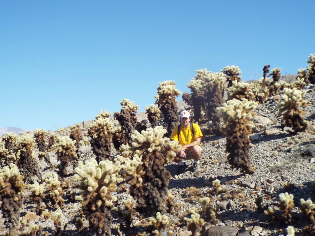 In this picture of me with the Teddy Bear Chollas, notice how the trunks and lower stems have darkened with age.  This is normal and these plants are healthy, as evidenced from the greenery at the top: