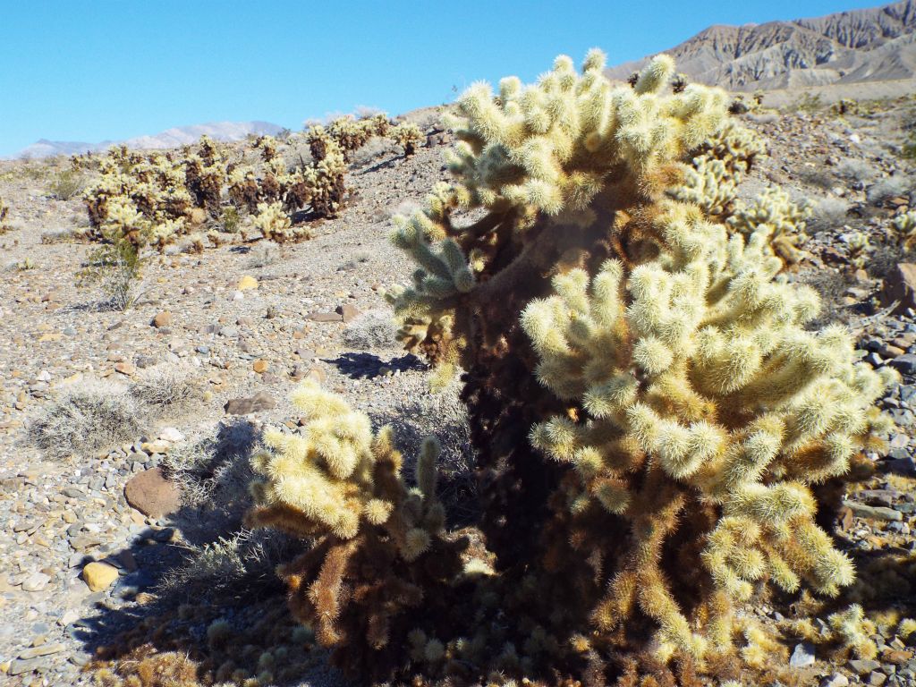 Check out how thick this cholla is with spines and needles: