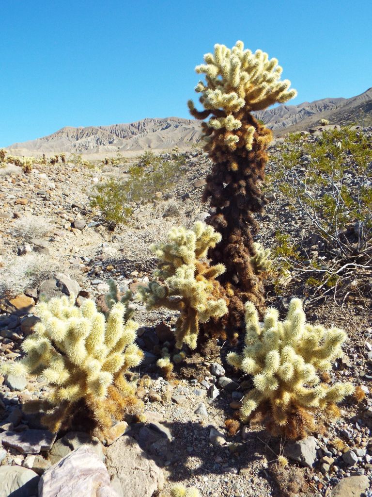 Take note of the great height of the chollas seen in the next two pictures: