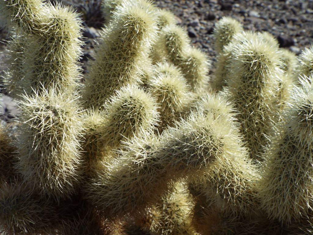 A close-up of the seemingly soft and fuzzy Teddy Bear Cholla spines and stems: