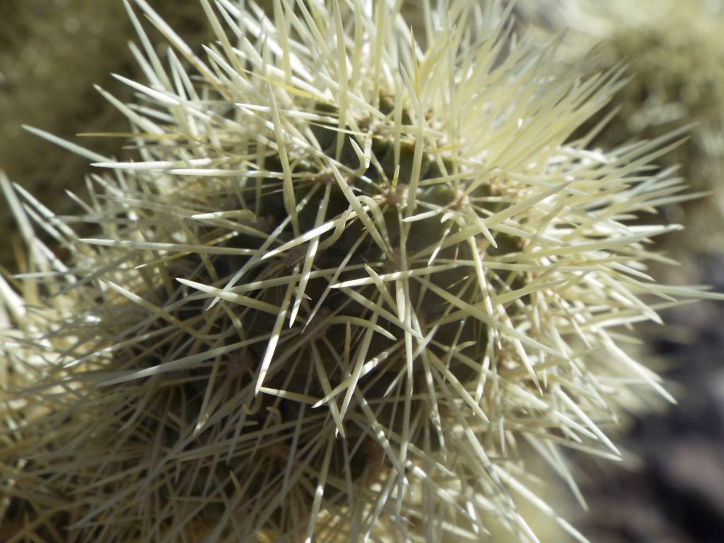 Looking a little closer, it is clear that the spines are sharp and painful.  Charlie found that out the hard way on this day, and Tobin and I found out the same thing on the following day: