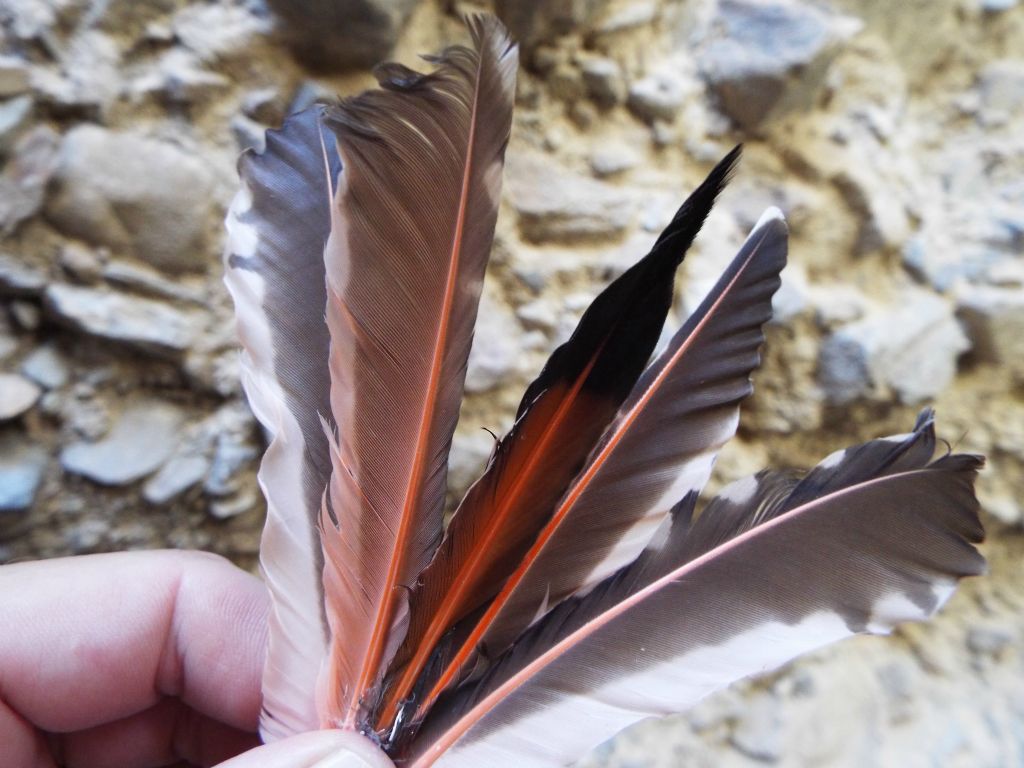 Scattered throughout TB Slot 3 were the feathers of a Red-shafted Northern Flicker:
