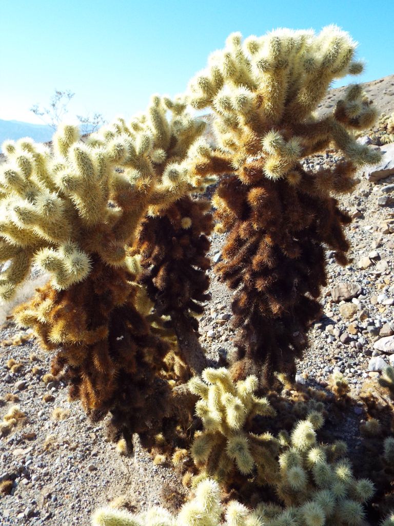Upon exiting the canyon, we spent a little bit more time checking out the newly discovered Teddy Bear Chollas: