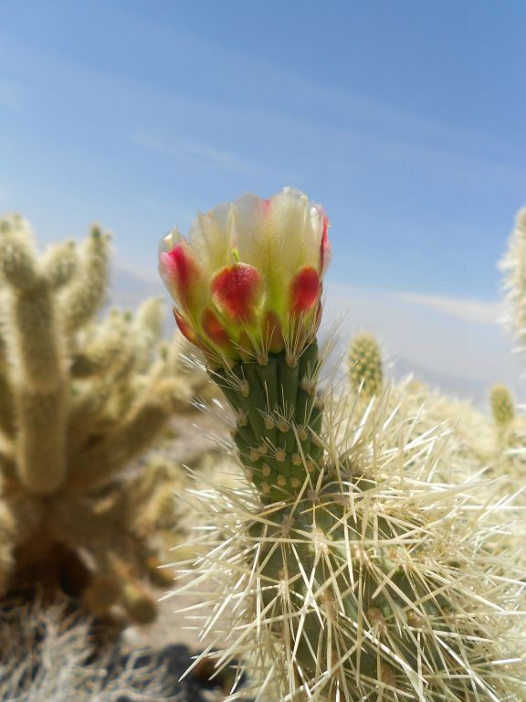 A couple of months later, a park botanist was studying the Teddy Bear Chollas and took the next two pictures of one of them in bloom: