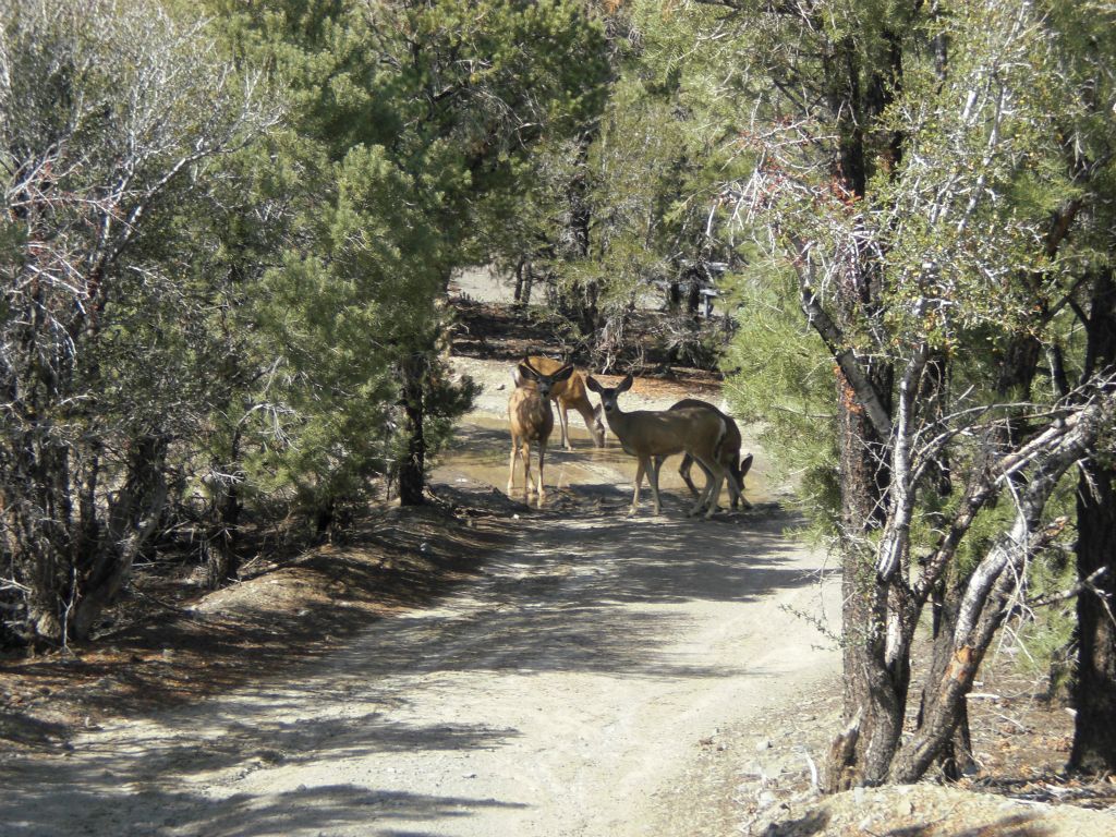 A group of mule deer were drinking from a water puddle close to the trailhead at Mahogany Flat campground: