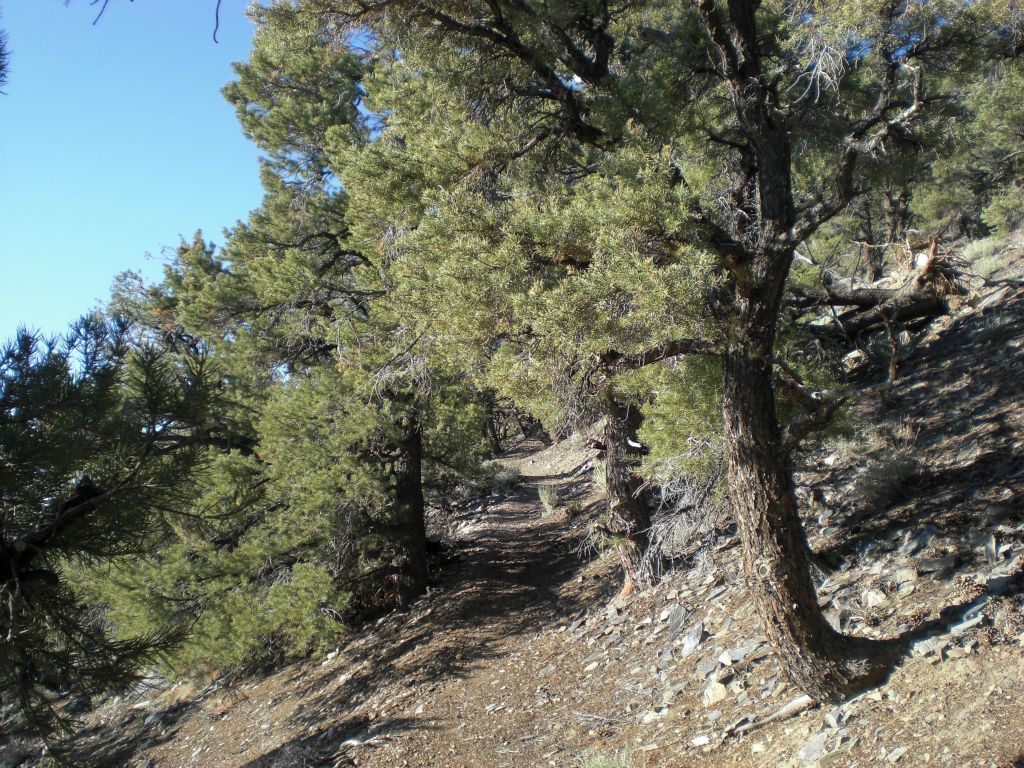 This is what the trail looks like at the start of the hike: