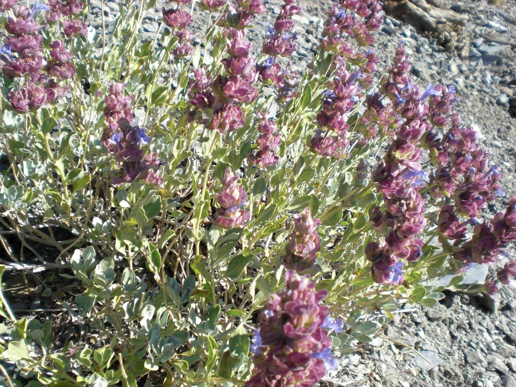 A vibrant display of Purple Sage (Salvia dorrii) spotted along the early part of the hike: