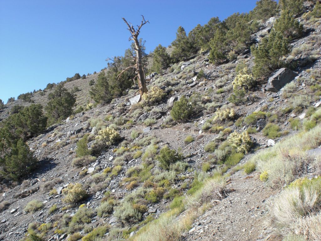 A bare tree stands out in the midst of smaller greenery and a mostly barren landscape: