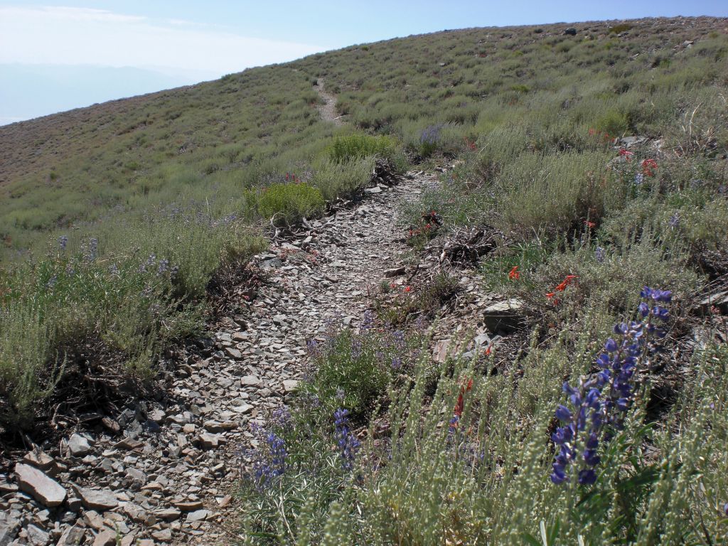 Flowers were in full bloom in Arcane Meadows.  Wildflowers bloom late up at this high elevation: