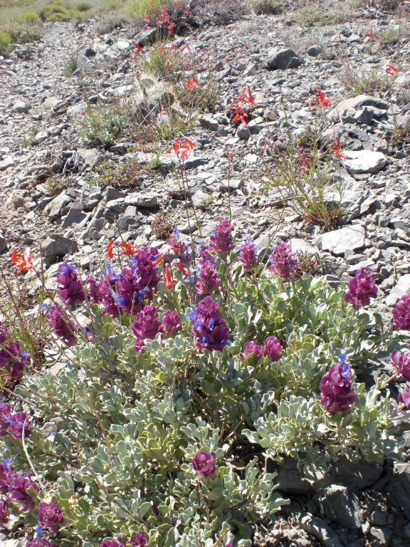 More Purple Sage mixed in with Eaton's Firecracker: