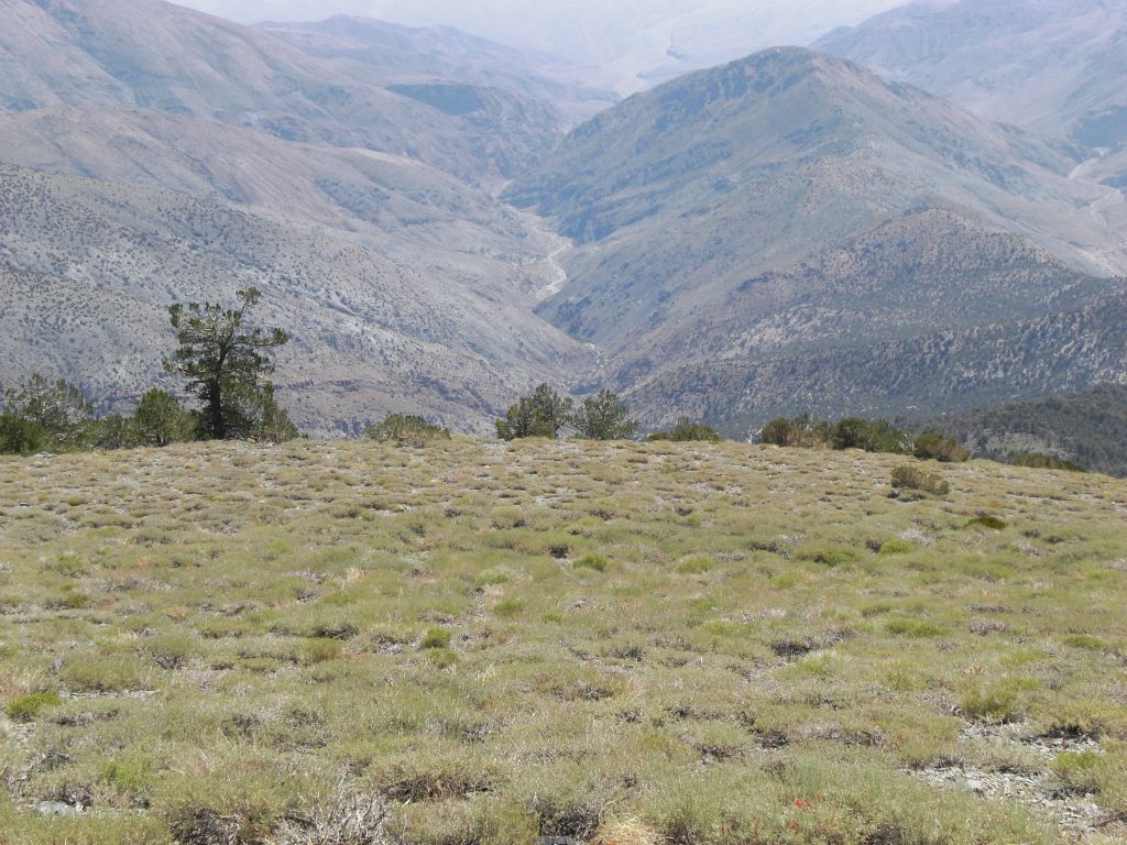 Looking down into the Middle Fork of Hanaupah Canyon: