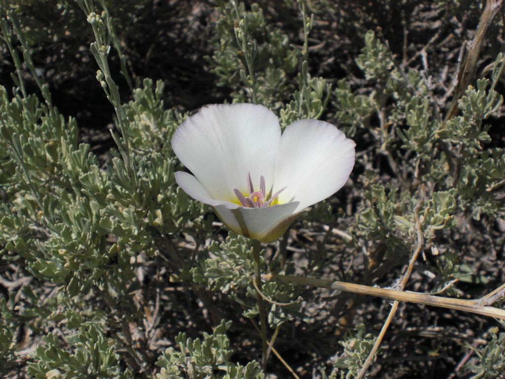 The next two photos show you a beautiful Panamint Mountain Mariposa Lily (Calochortus panamintensis).  We found two of these amazing flowers along the trail: