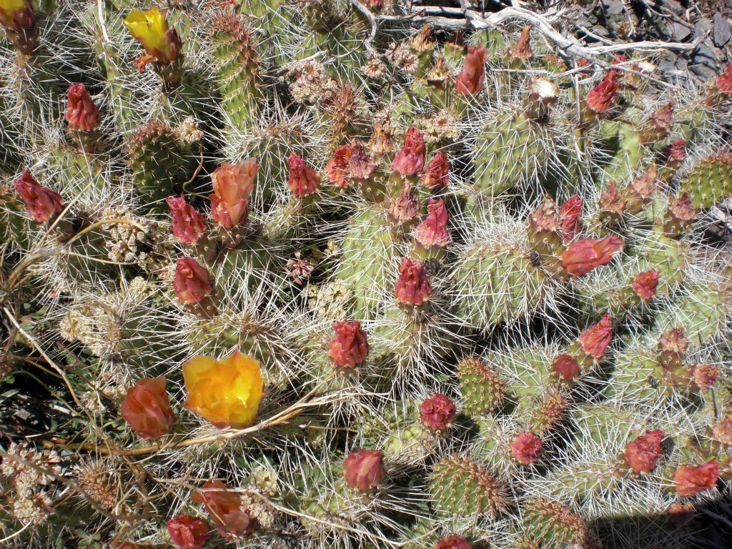 Two pictures of a Mojave Prickly-Pear (Opuntia erinacea) which we found blooming in the middle of summer: