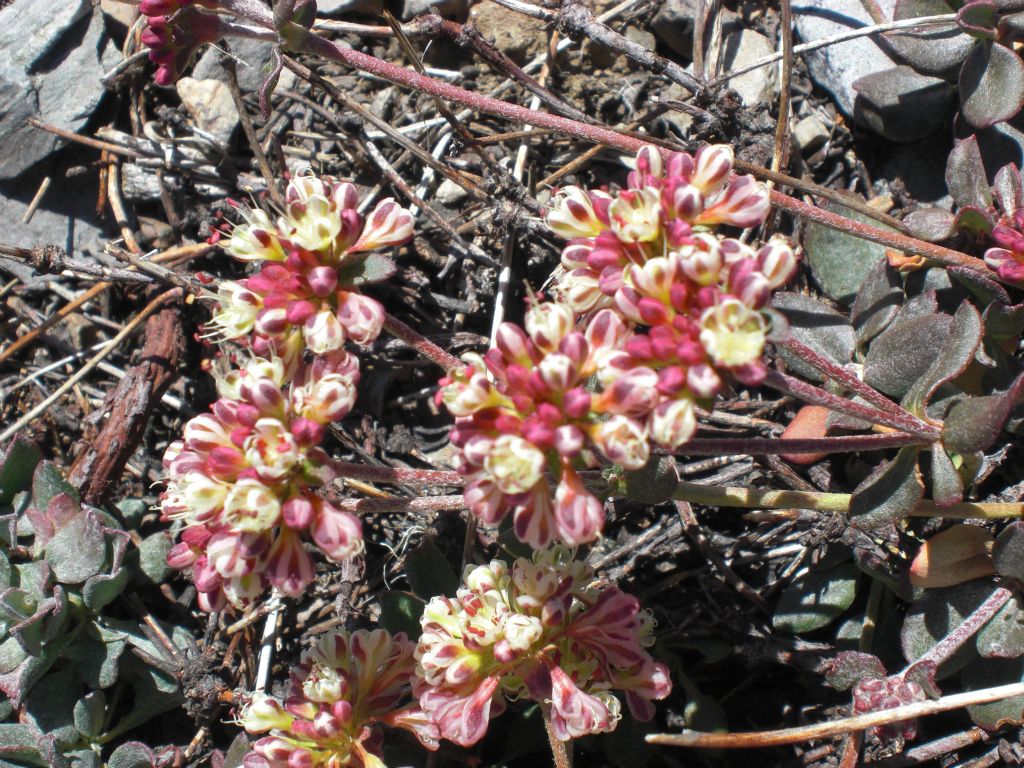 Another flower that we found along this portion of the trail was Varicolored Buckwheat (Eriogonum umbellatum versicolor):