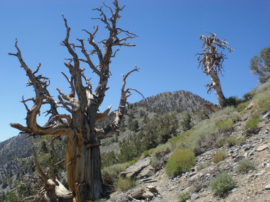 Two pictures showing ancient bristlecone pines as we entered the final section of the trail: