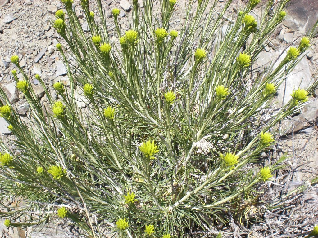 This was an interesting small plant with yellow flowers.  I was unsure of the name for this one: