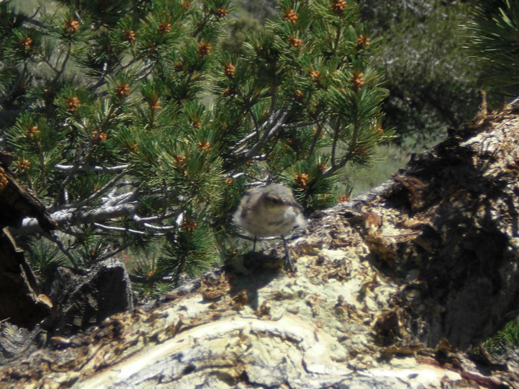 A small bird flew from tree to tree while I hiked for a short distance.  We also spotted hummingbirds during the hike:
