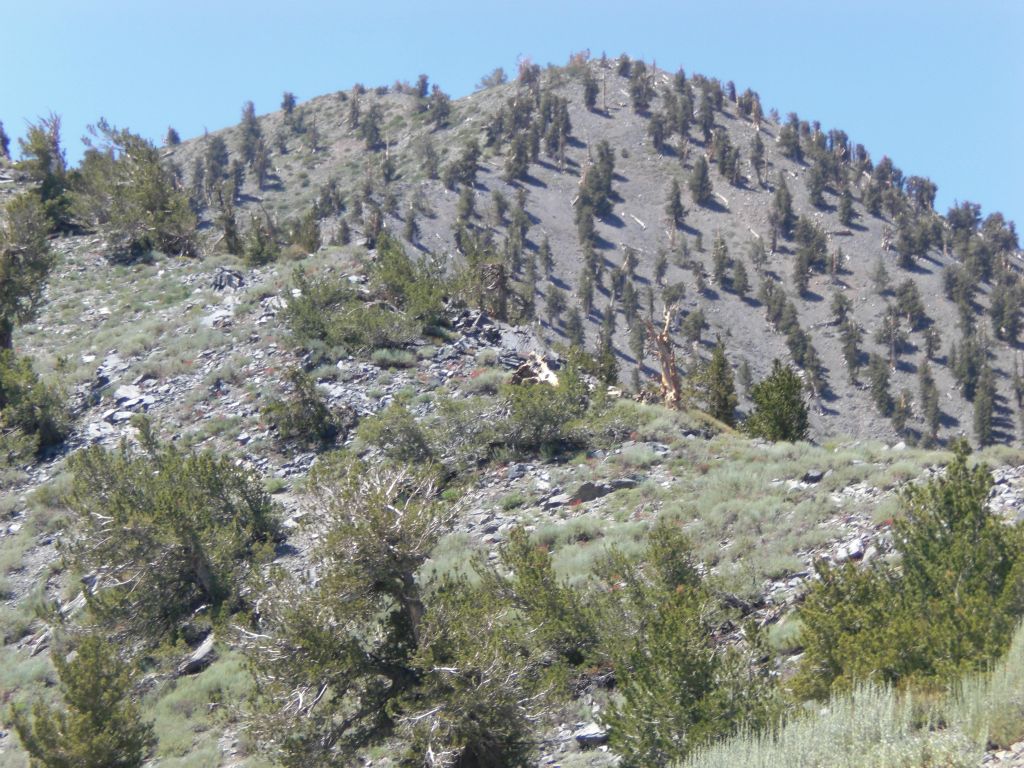 The summit doesn't look so far away now, but the hiking is getting tougher with the higher elevation: