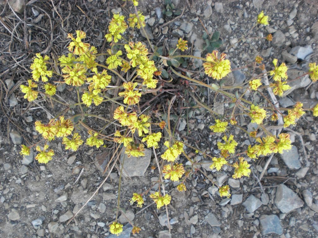 Varicolored Buckwheat in the next two pictures which was more yellow in color than the previous patch: