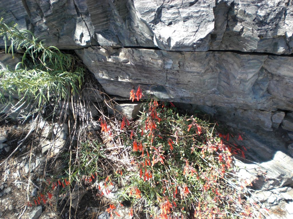 The next three pictures show you Eaton's Firecracker (Penstemon eatonii):
