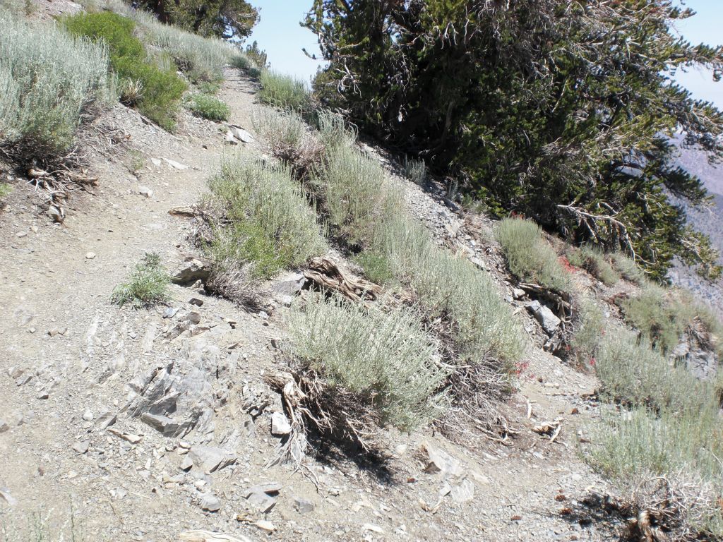 The next two pictures showcase the infamous switchbacks of Telescope Peak, which hit you at the worst possible time: