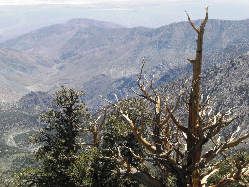 Some of the taller trees had growth, while others were bare through here: