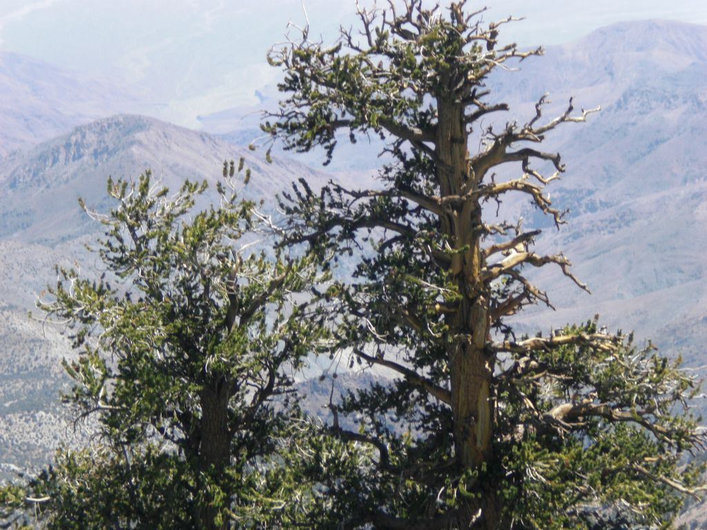 We would frequently make stops in the shade, and it seemed like the trees were naturally spaced a perfect distance apart during the hike to provide relief at the right time: