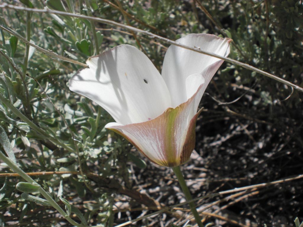 Two pictures of another Panamint Mountain Mariposa Lily that we found: